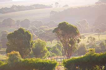 Mackas Farm