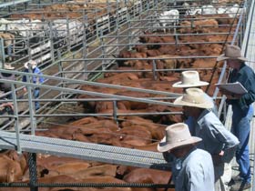 Dalrymple Sales Yards - Cattle Sales - Accommodation VIC