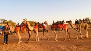 Broken Hill Camels - Accommodation VIC