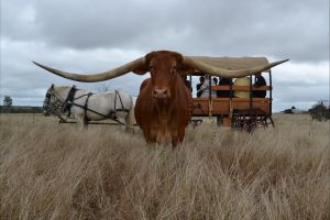 Texas Longhorn Tours - Accommodation VIC